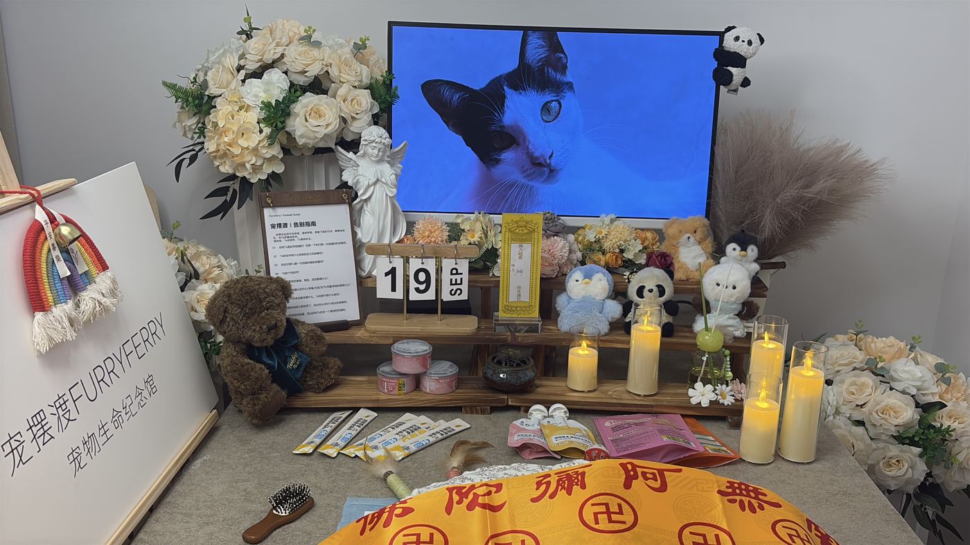 宠物离世前的征兆：淮安家长的临终陪伴清单